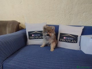 Pomerania perros Cachorro pomerania - Anuncio 2