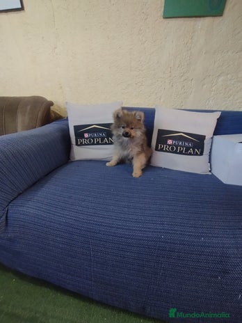 Pomerania perros Cachorro pomerania - Anuncio 1