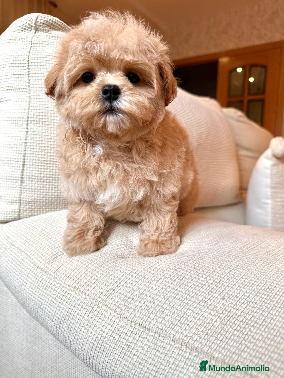 Maltipoo perros Maltipoo asiático fotos actuales !!! - Anuncio 1