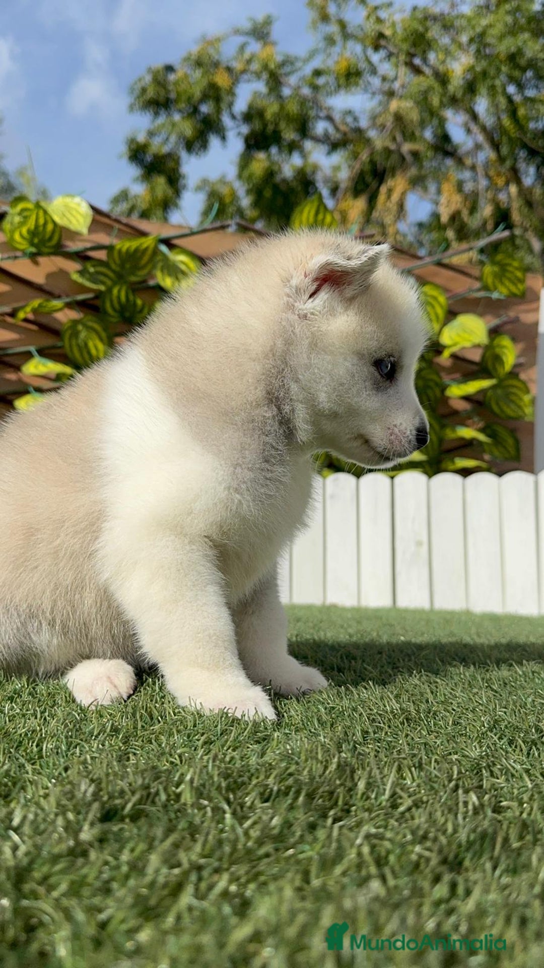 Husky Siberiano perros en venta: HUSKY - Imagen 33