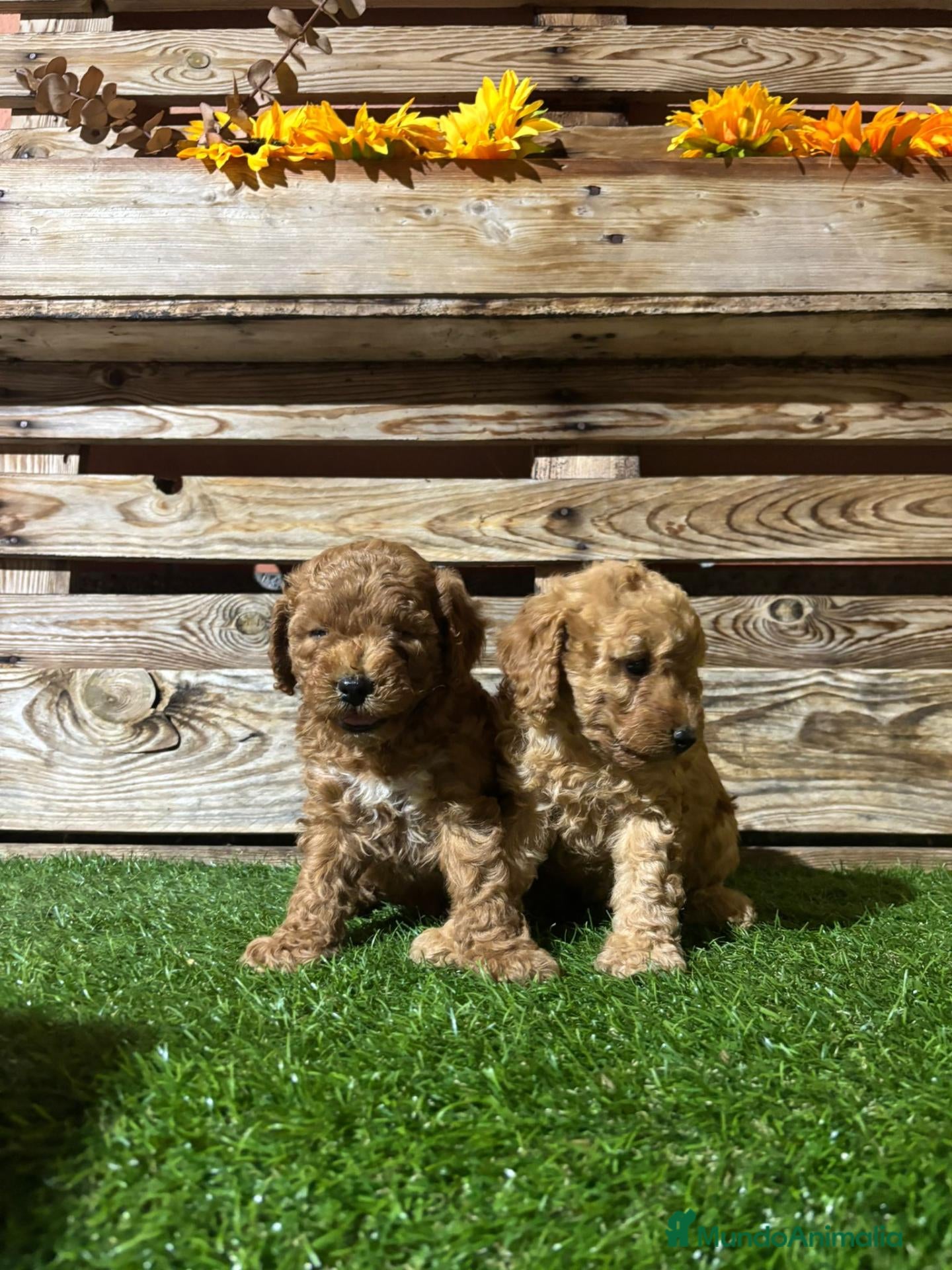 Caniche Toy perros Machos de caniche toy  - Anuncio 3