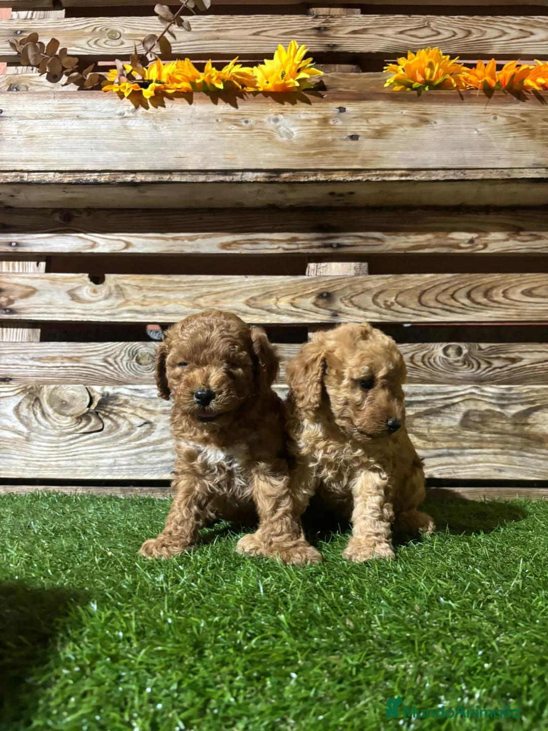 Caniche Toy perros en venta: Machos de caniche toy  - Anuncio 1