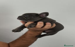 Bulldog Francés perros en venta: Bulldog francés Macho y Hembra disponibles  - Imagen 2