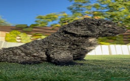 Perro de Agua Español perros en venta: PERRO DE AGUA ESPAÑOL - Imagen 3