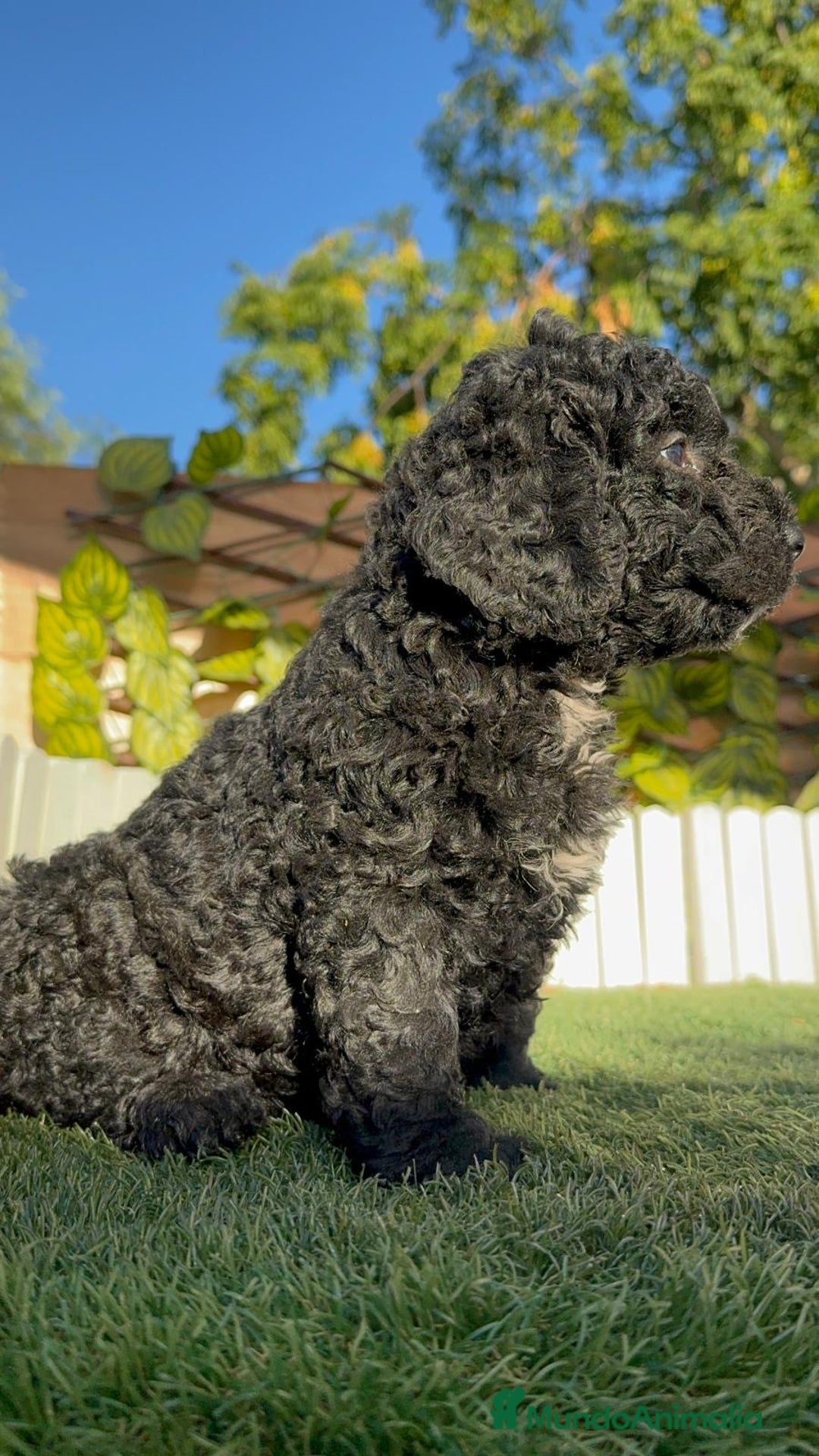 Perro de Agua Español perros en venta: PERRO DE AGUA ESPAÑOL - Imagen 3