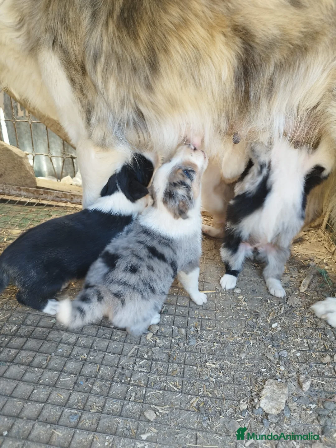 Border Collie perros en venta: BORDER COLLIE DE VILLA BIZNAGA - Anuncio 40