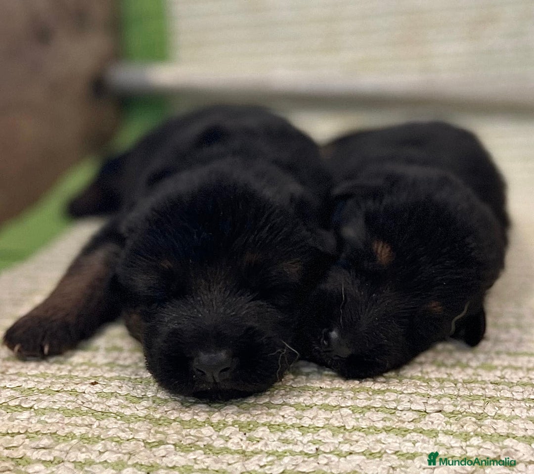 Pastor Alemán perros en venta: Espectacular cachorro de pastor alemán  - Imagen 5