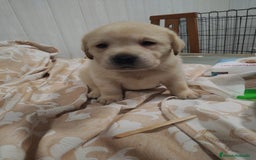Labrador Retriever perros en venta: Labrador retriever dorado  - Anuncio 1
