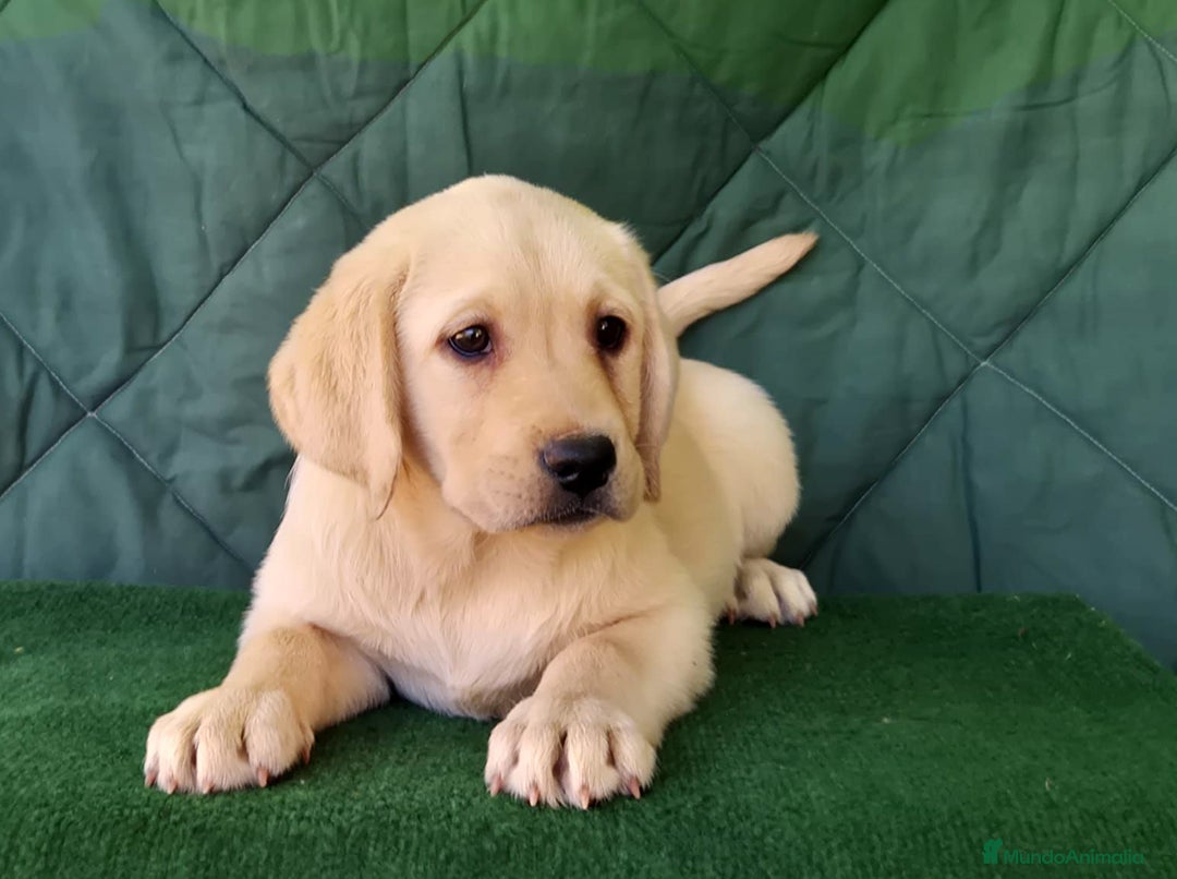 Labrador Retriever perros en venta: LABRADOR amarillo cachorros - Anuncio 3
