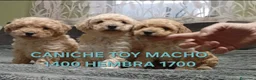 Caniche Toy perros en venta: Cachorros caniche toy - Anuncio 7