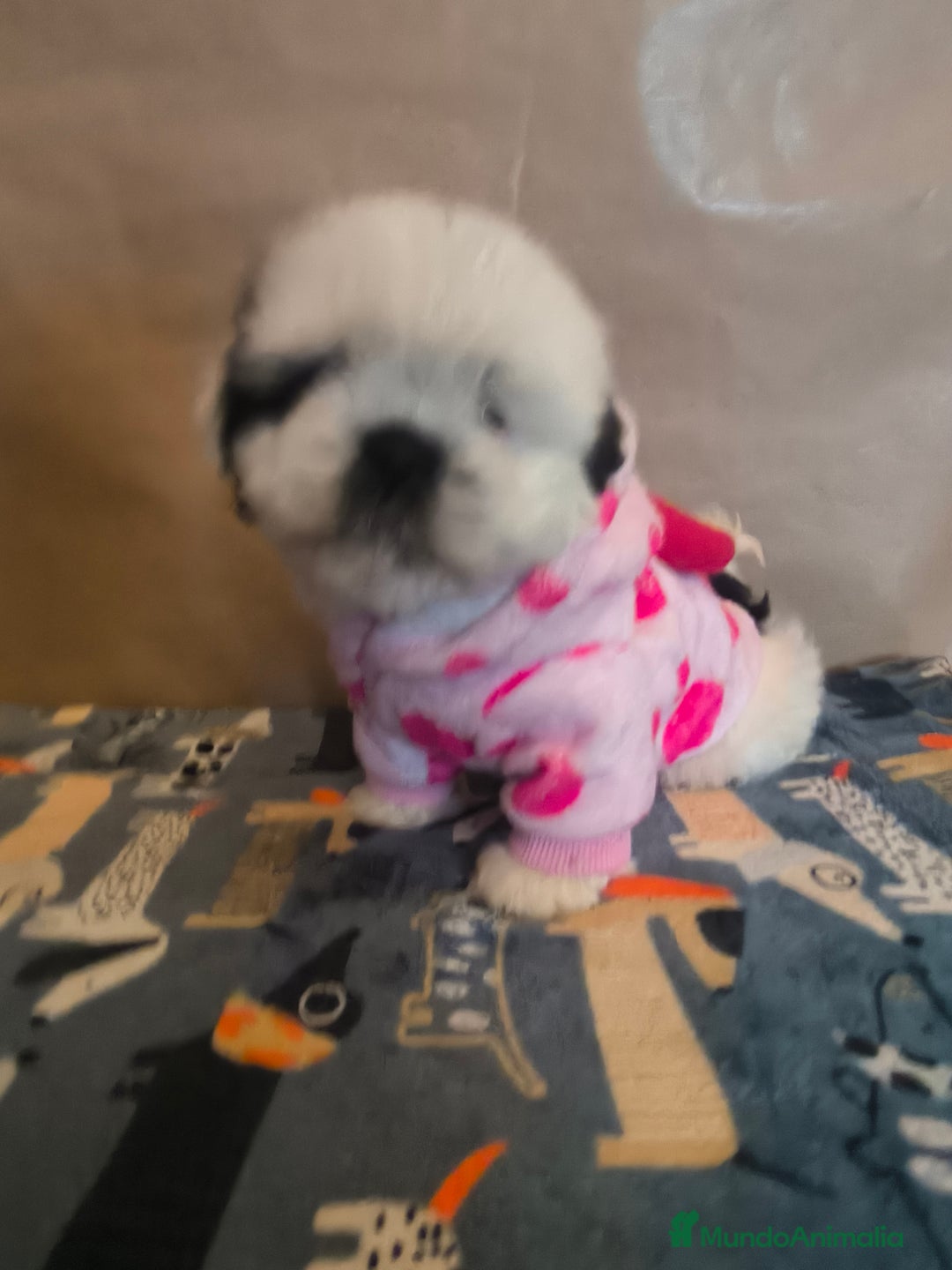 Shih Tzu perros en venta: Shitzu mini - Anuncio 11
