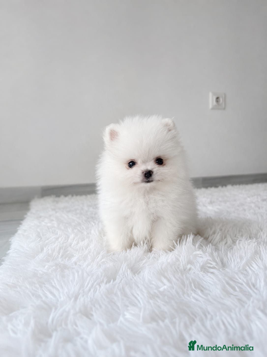 Pomerania perros LULU DE POMERANIA TOY - Anuncio 2