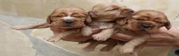 Cocker Spaniel Inglés perros en venta: Cocker Spaniel ingles Dorados  - Anuncio 1