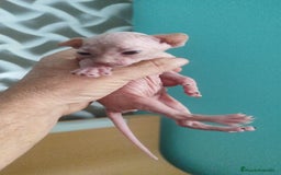 Sphynx gatos en venta: Sphynx pura raza - Imagen 11