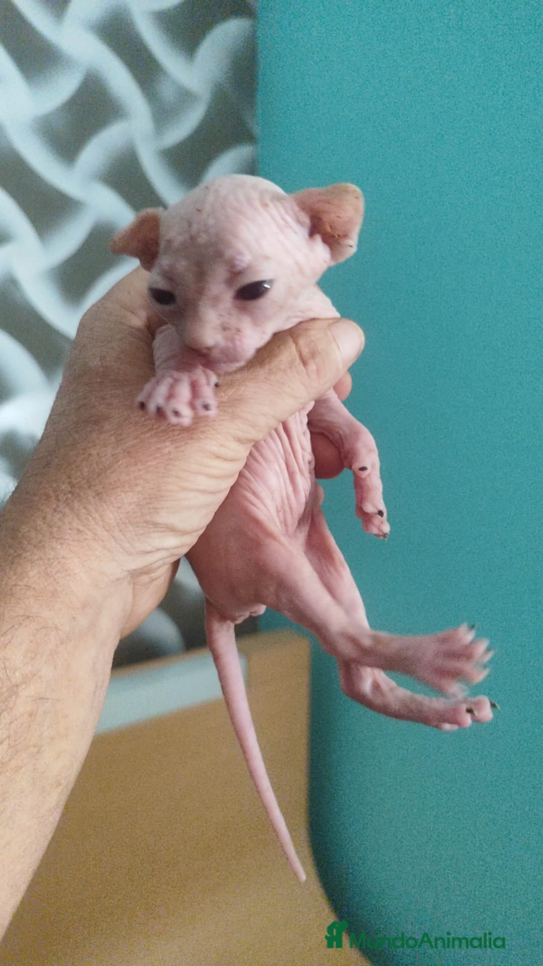 Sphynx gatos en venta: Sphynx pura raza - Imagen 11