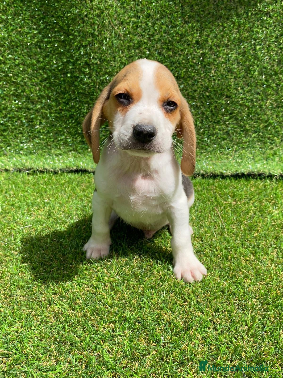 Beagle perros BEAGLE //// ESPECTÁCULOS en Badajoz - Anuncio 7