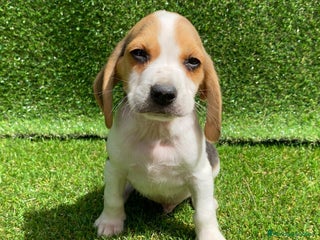 Beagle perros en Badajoz - Anuncio 2