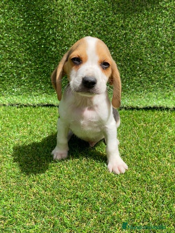 Beagle perros en Badajoz - Anuncio 3