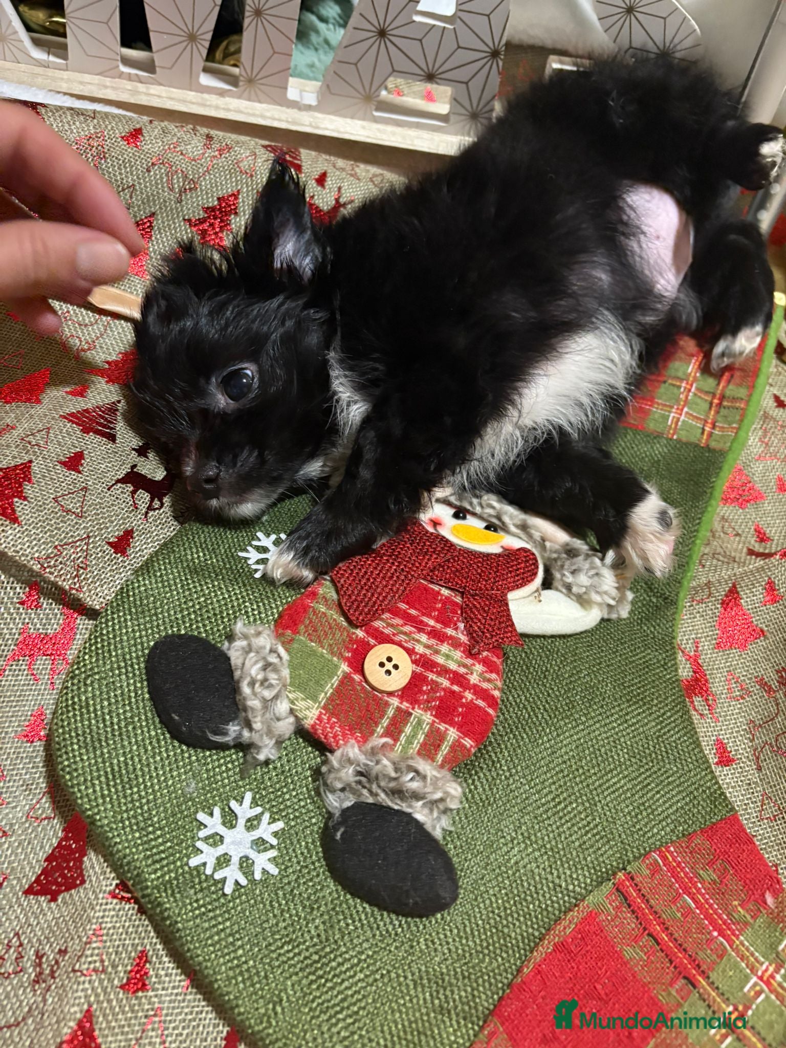 Chihuahua perros Chihuahua toy pelo largo rusa - Anuncio 15