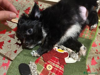 Chihuahua perros Chihuahua toy pelo largo rusa - Anuncio 1