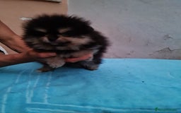 Pomerania perros en venta: Pomerania toy - Imagen 11