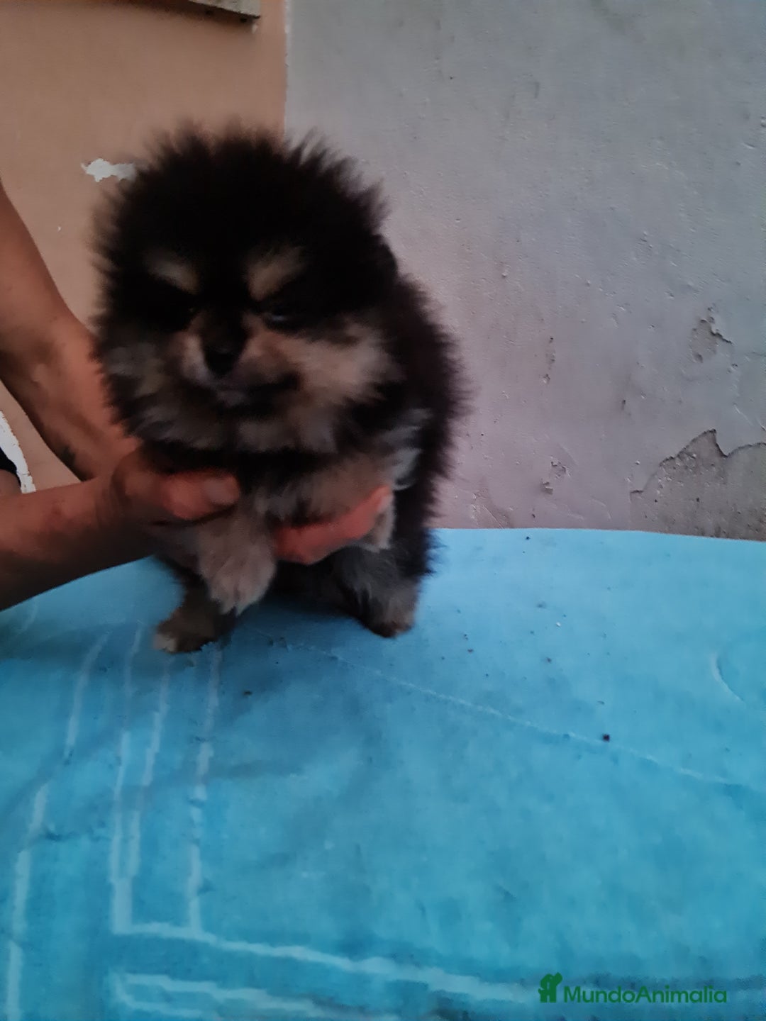 Pomerania perros en venta: Pomerania toy - Imagen 11