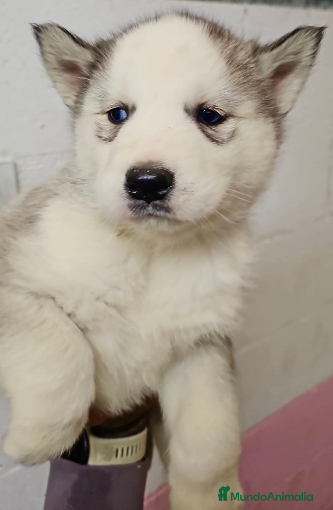 Husky Siberiano perros en venta: CAMADA DE HUSKY SIBERIANO - Anuncio 5