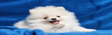 Pomerania Cachorro 1