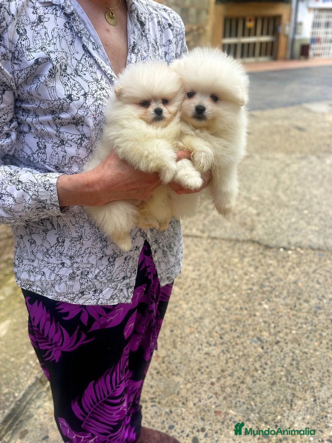 Pomerania perros Mini Pomerania blanco, osito - Anuncio 5