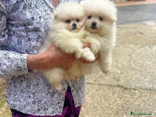 Pomerania perros Mini Pomerania blanco, osito - Anuncio 5