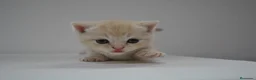 Himalayo gatos en venta:  Cachorros Fold y Straight  - Anuncio 7