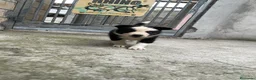 Border Collie perros en venta: Border collie  - Anuncio 4