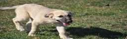 Mastín Español perros en venta: Mastín Español Autóctono ganadero - Anuncio 5