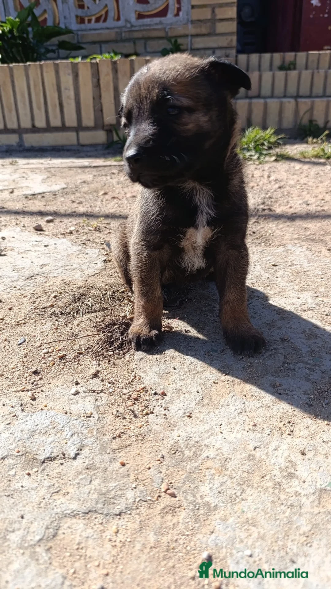 Pastor Belga Malinois perros en venta: Pastor belga malinois de calidad  - Anuncio 2