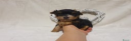 Yorkshire Terrier perros en venta: Preciosos cachorros de Yorkshire  en Granada - Anuncio 3