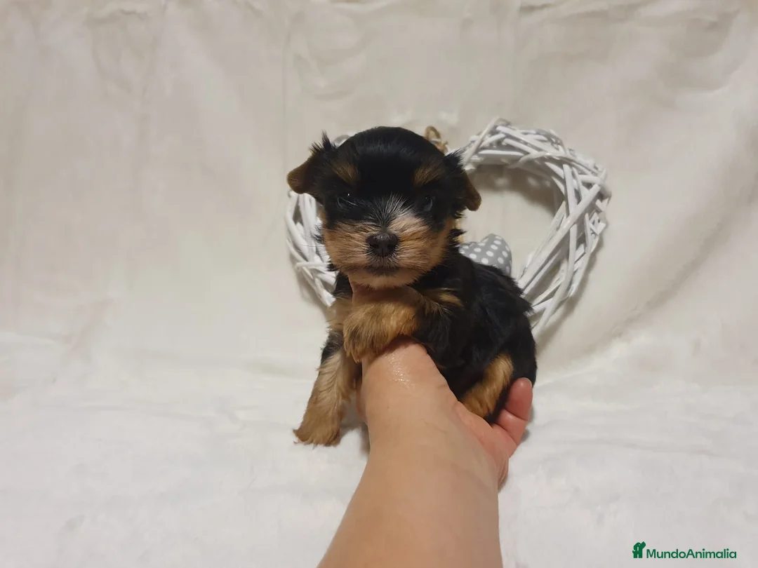 Yorkshire Terrier perros en venta: Preciosos cachorros de Yorkshire  en Granada - Anuncio 3