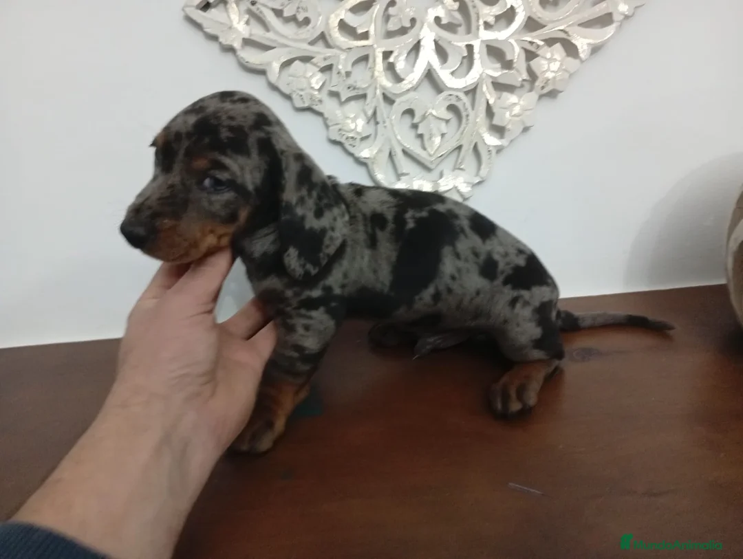 Teckel perros en venta: Teckel macho arlequín - Anuncio 1