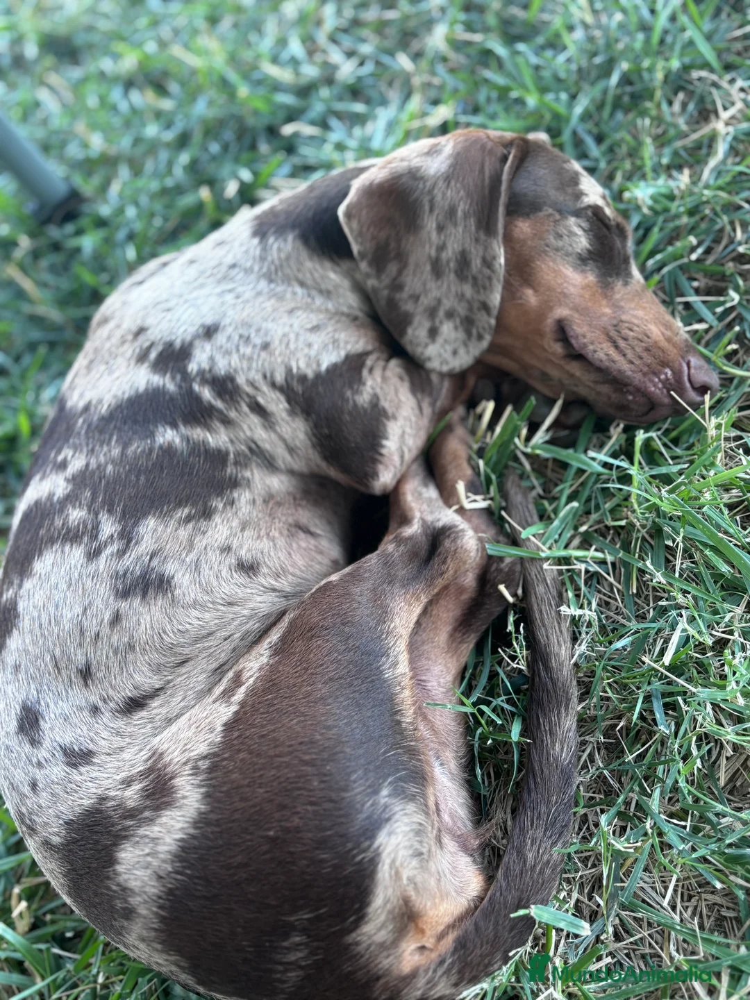 Imagen de galería {{count}}