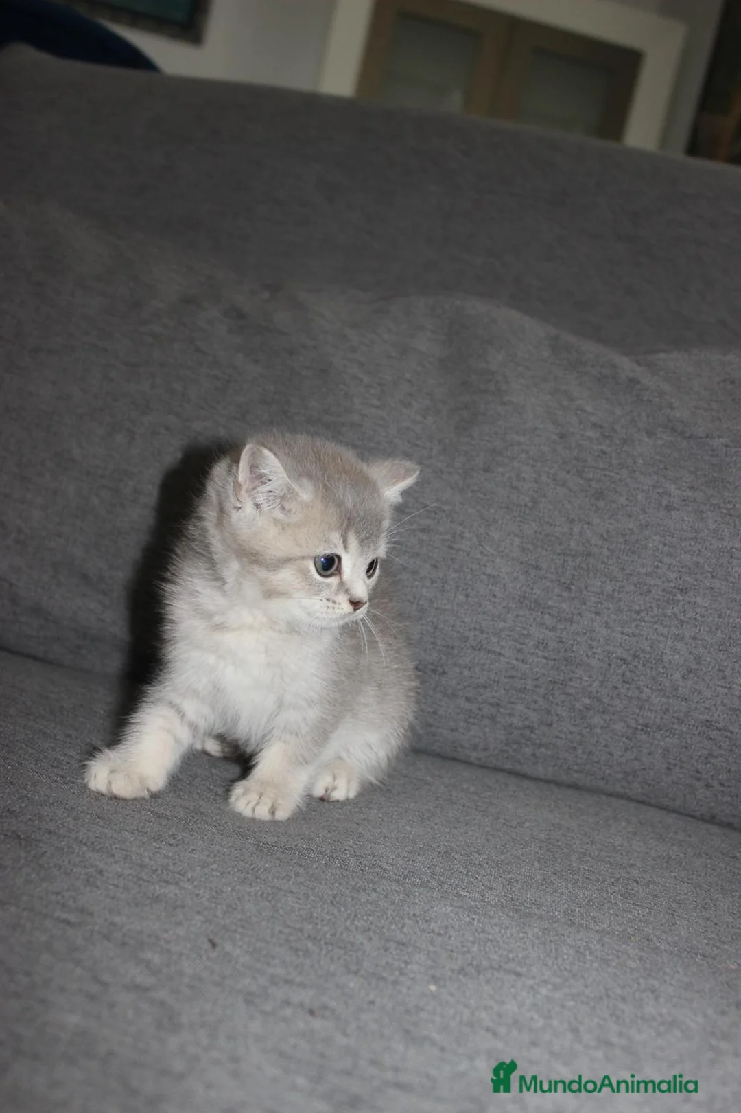 Británico de Pelo Corto gatos en venta: Adorable macho British tabby lillac en Madrid - Anuncio 7