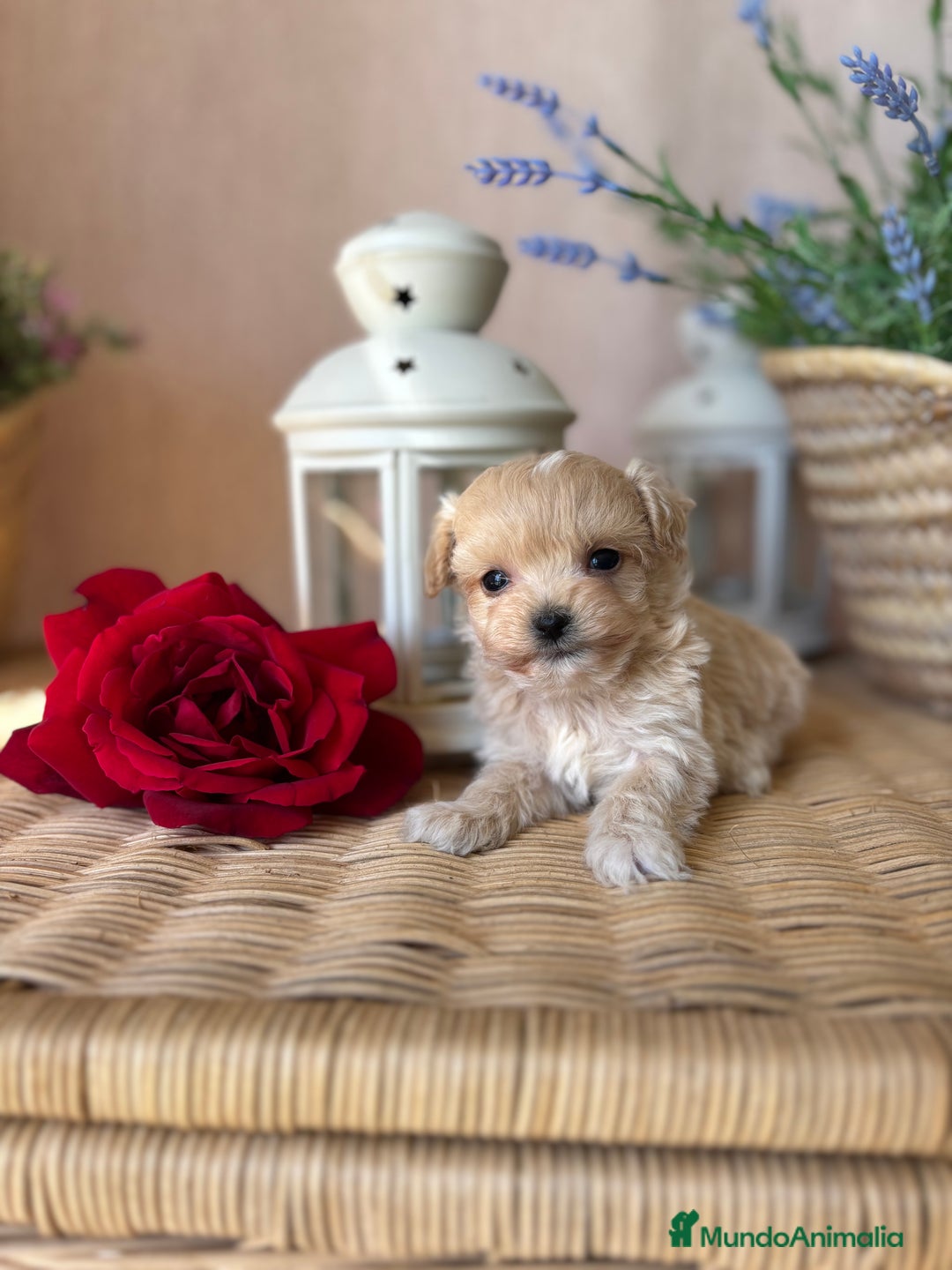 Maltipoo perros en venta: Maltipoo tacita de té hembra disponible  - Imagen 4