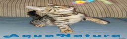 Bengalí gatos en venta: Gatitos BENGALI - AQUANATURA en Barcelona - Anuncio 7