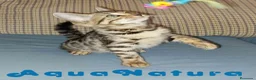 Bengalí gatos en venta: Gatitos BENGALI - AQUANATURA en Barcelona - Anuncio 7
