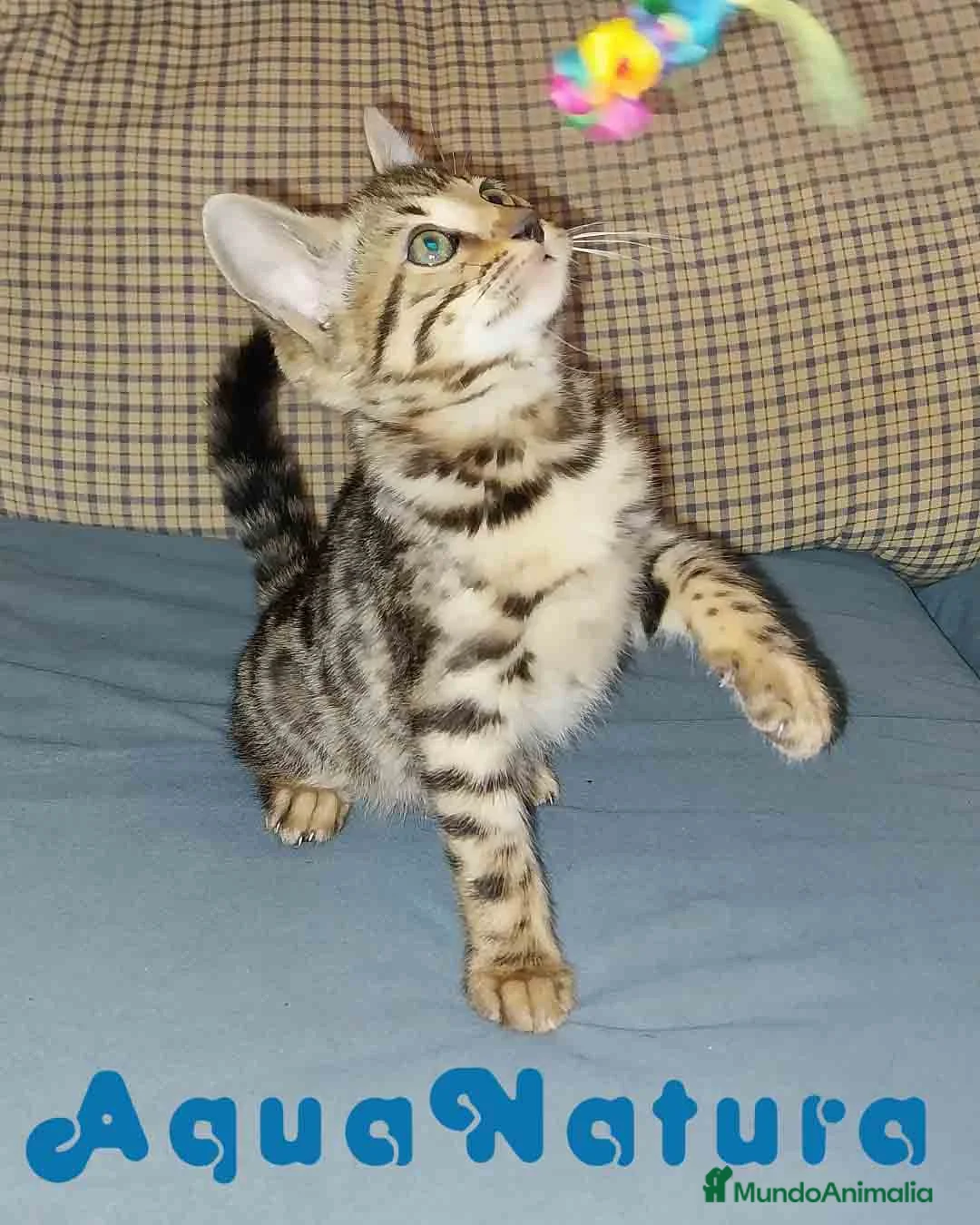 Bengalí gatos en venta: Gatitos BENGALI - AQUANATURA en Barcelona - Anuncio 7