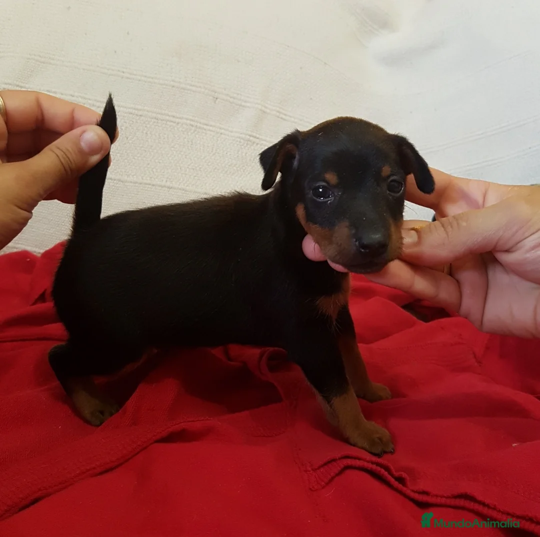 Pinscher Miniatura perros en venta: Pincher Miniatura Top - Anuncio 1