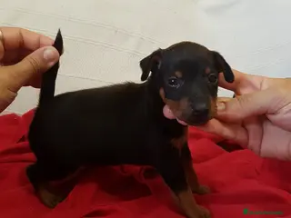 Pinscher Miniatura perros Pincher Miniatura Top - Anuncio 1