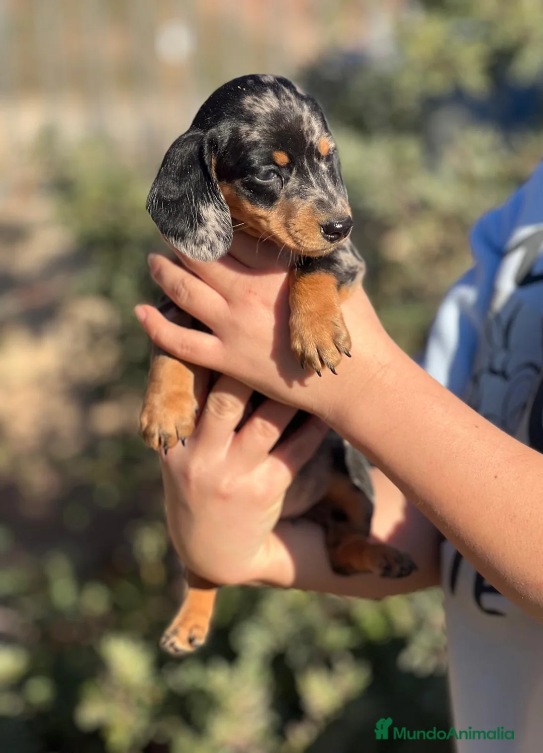 Teckel Miniatura perros en venta: TECKEL MINIATURA MERLE DISPONIBLES en Barcelona - Anuncio 2