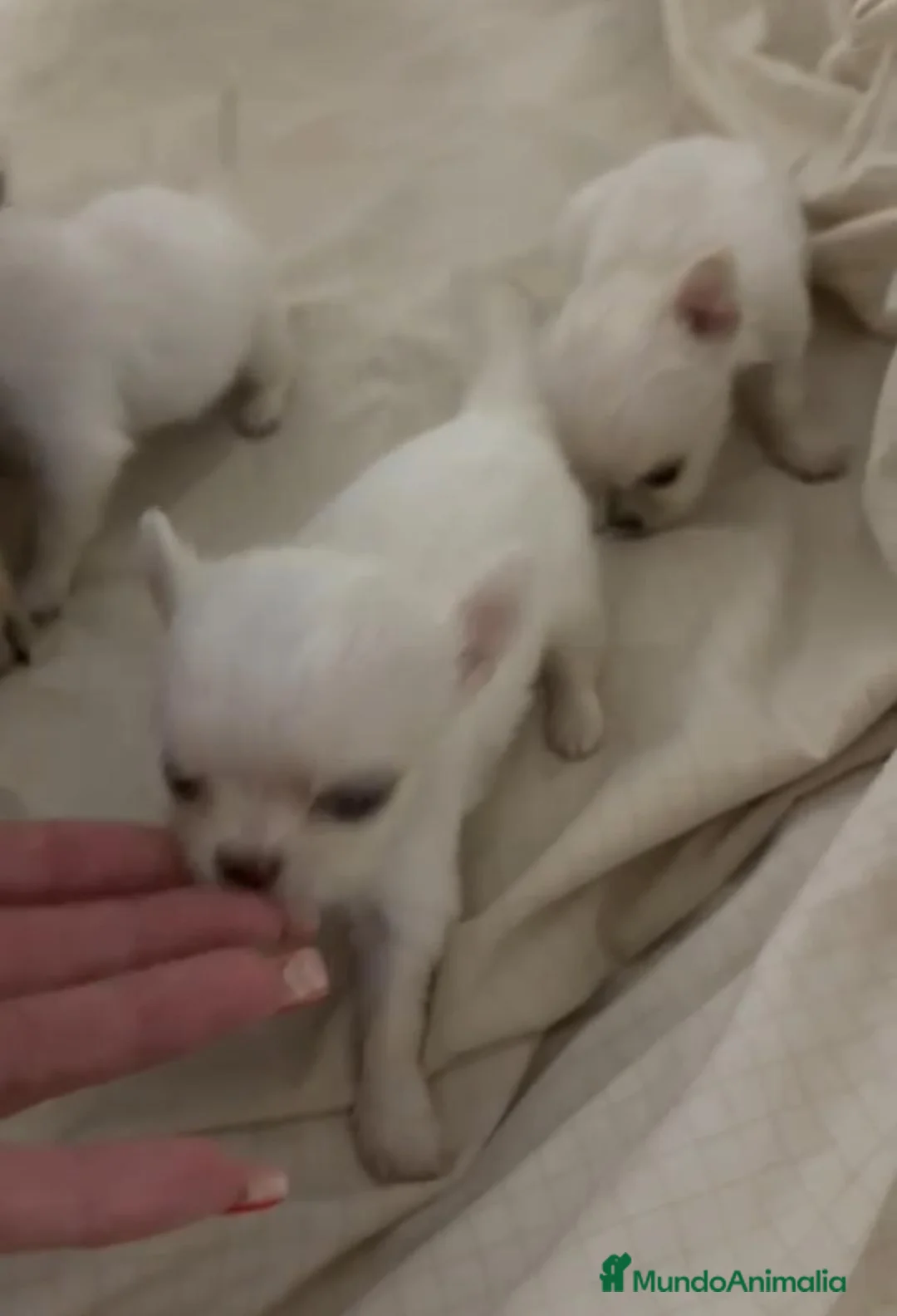 Chihuahua perros en venta: Chihuahua miniatura - Anuncio 3