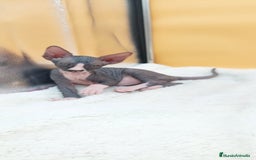 Sphynx gatos en venta: Hembrita bicolor  - Imagen 2