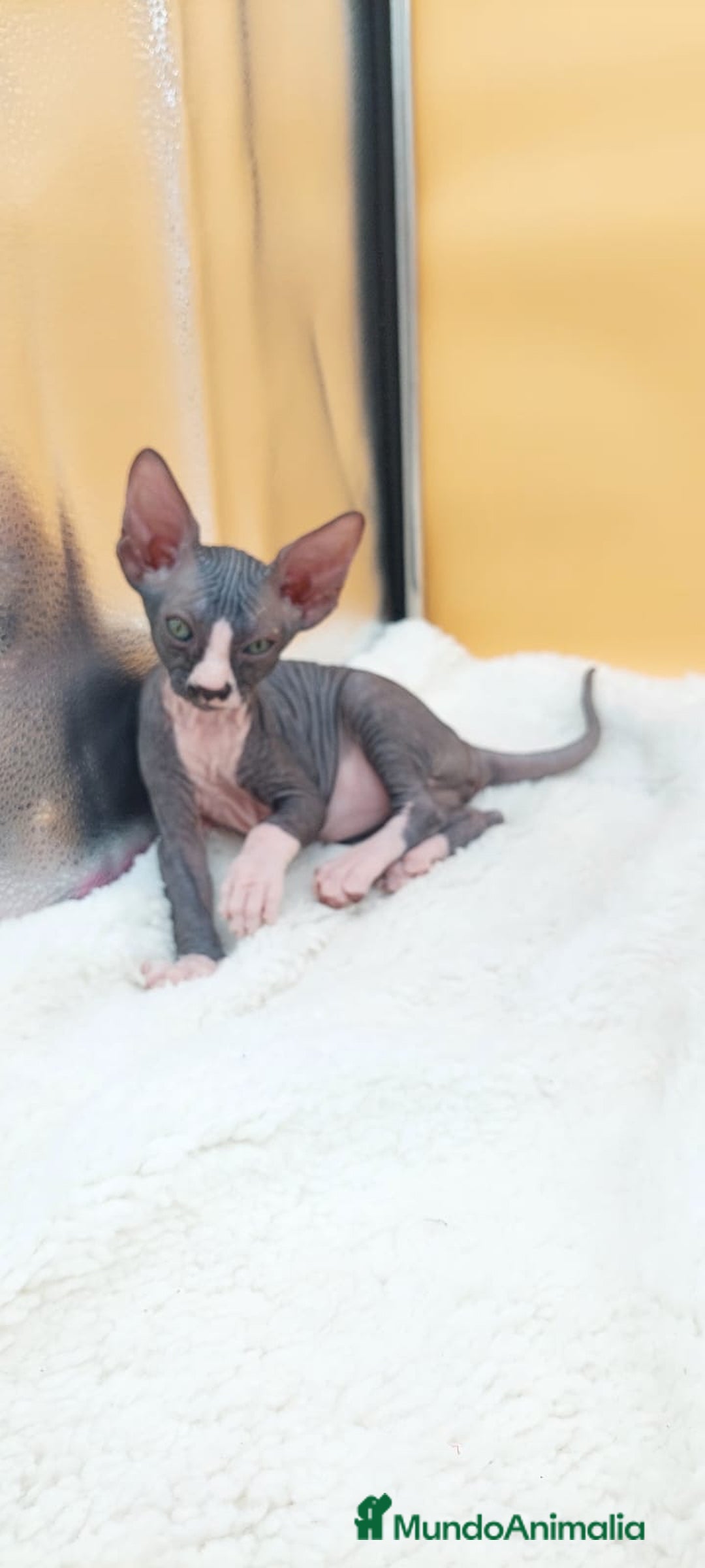 Sphynx gatos en venta: Hembrita bicolor  - Imagen 2