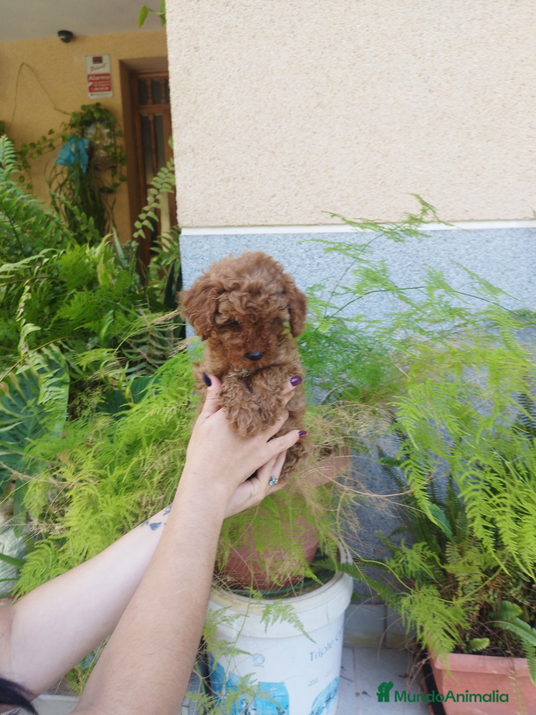 Caniche Toy perros en venta: CANICHES ROJOS EXCLUSIVOS  - Anuncio 7